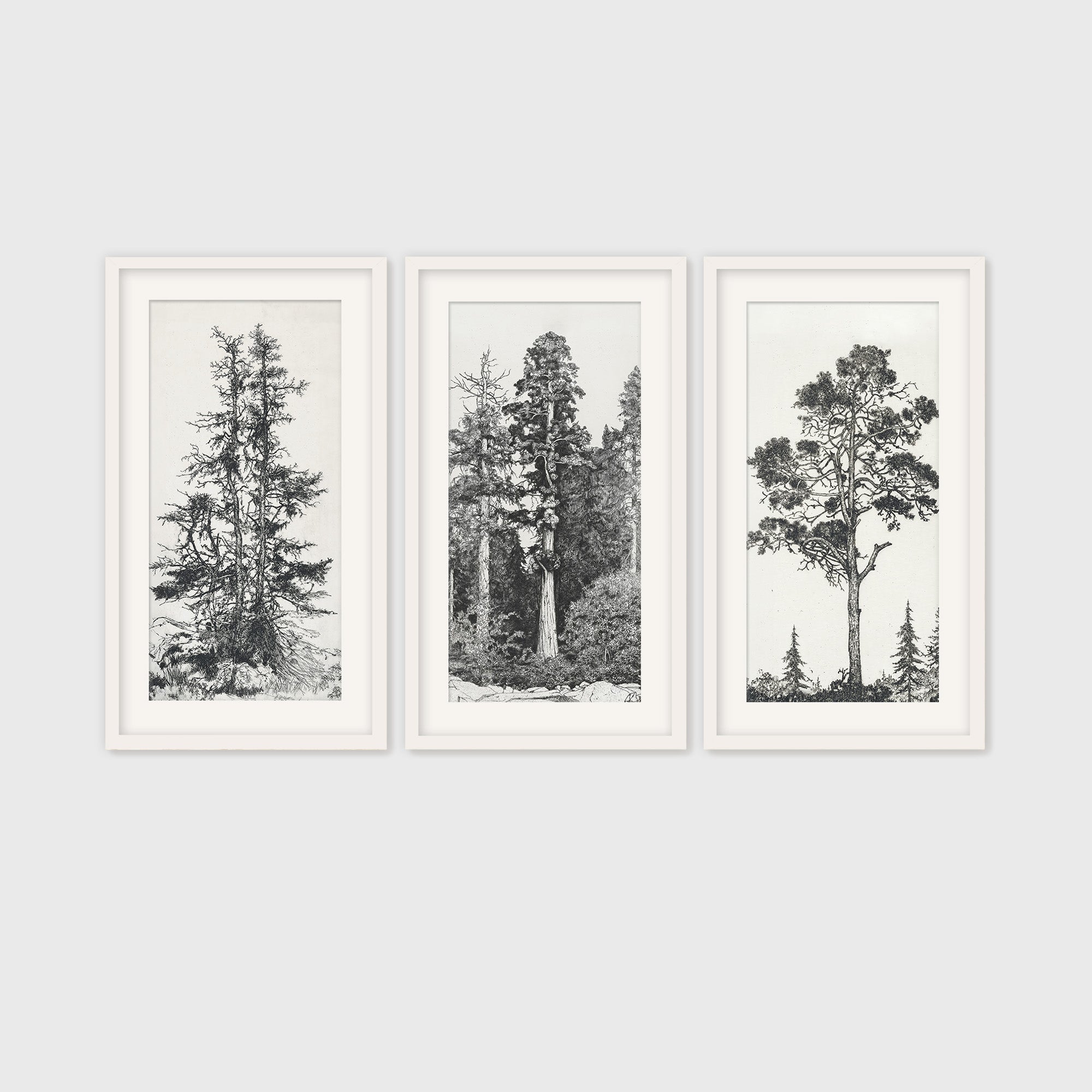 Black and White Tree Illustration Triptych 3 Panel Set: Pacific ...