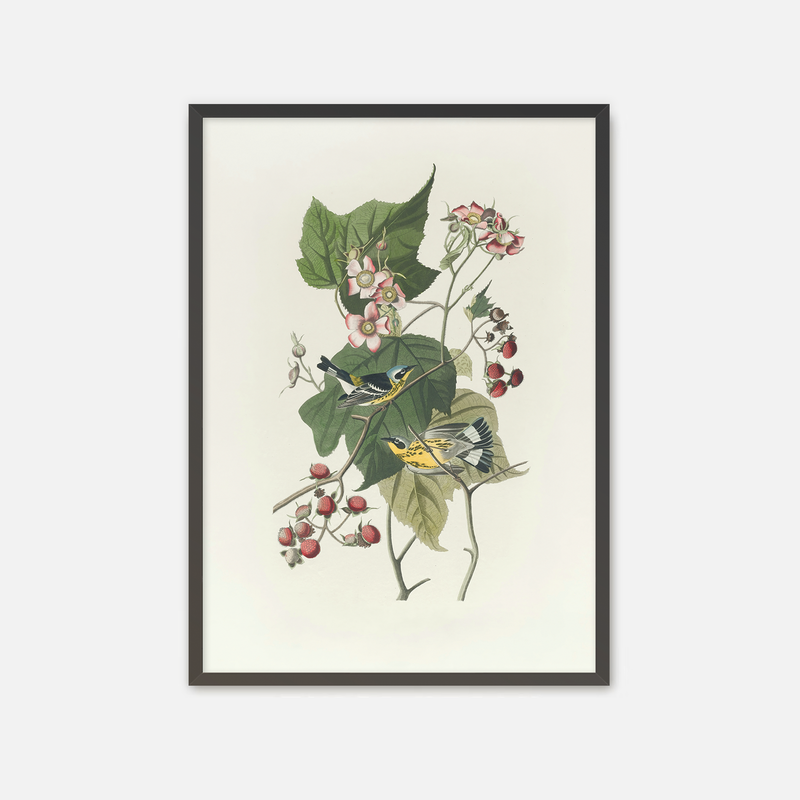 Black and Yellow Warbler Print - Sage and Rose Prints