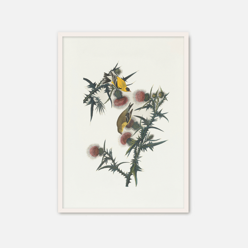 Yellow Bird Artwork - Sage and Rose Prints