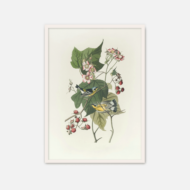 Black and Yellow Warbler Print - Sage and Rose Prints