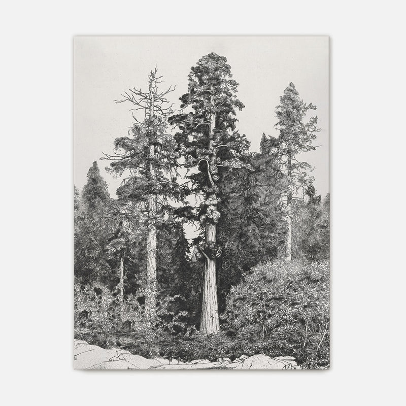 Black and White Tree Illustration No3 - Sage and Rose Prints
