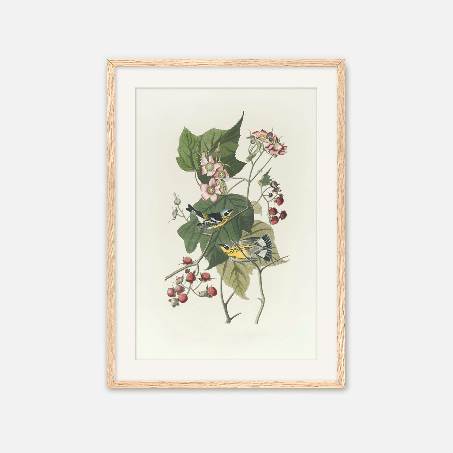 Black and Yellow Warbler Print - Sage and Rose Prints