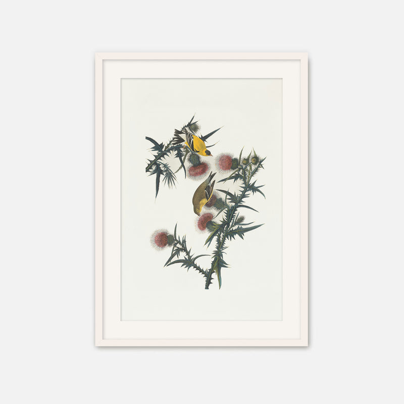 Yellow Bird Artwork - Sage and Rose Prints