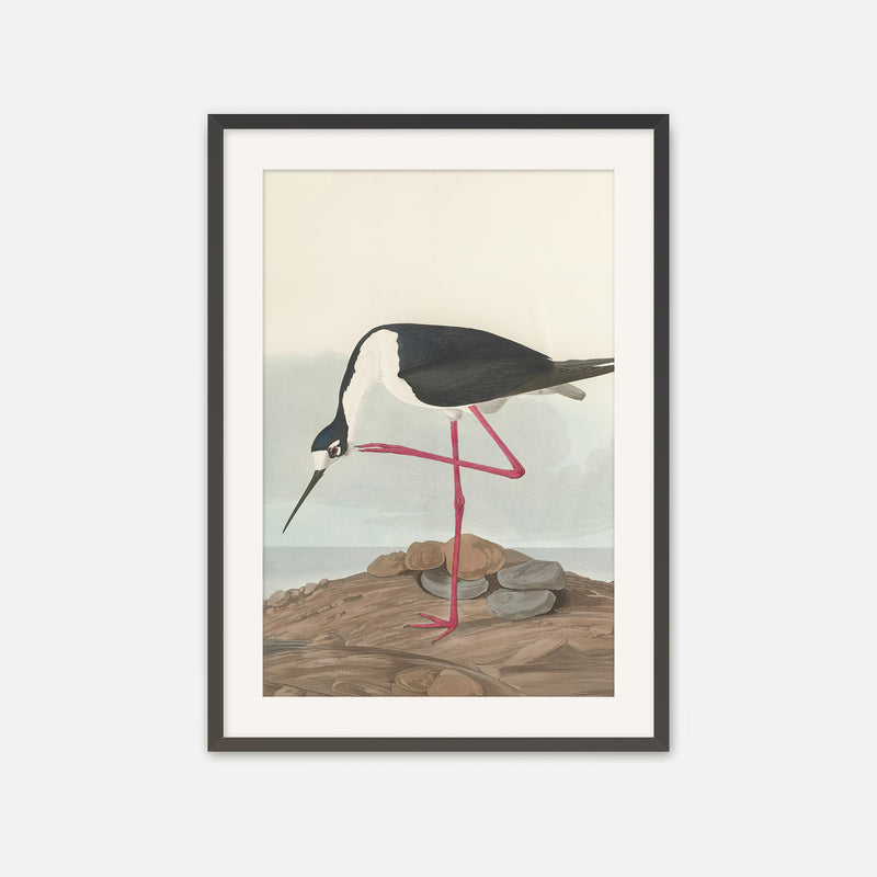 Black Necked Stilt Print - Sage and Rose Prints