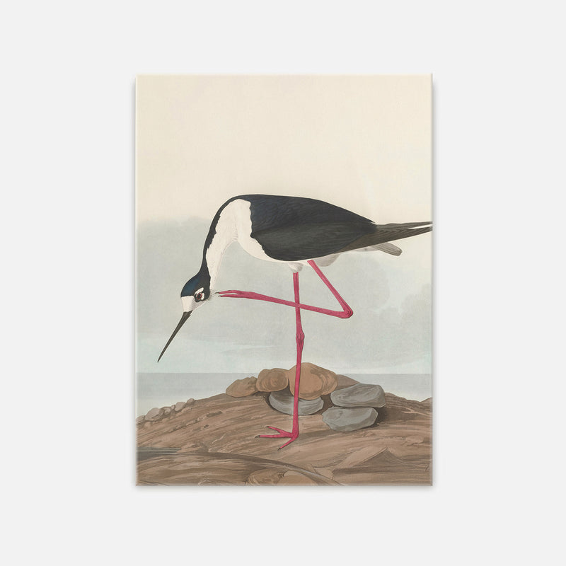 Black Necked Stilt Print - Sage and Rose Prints