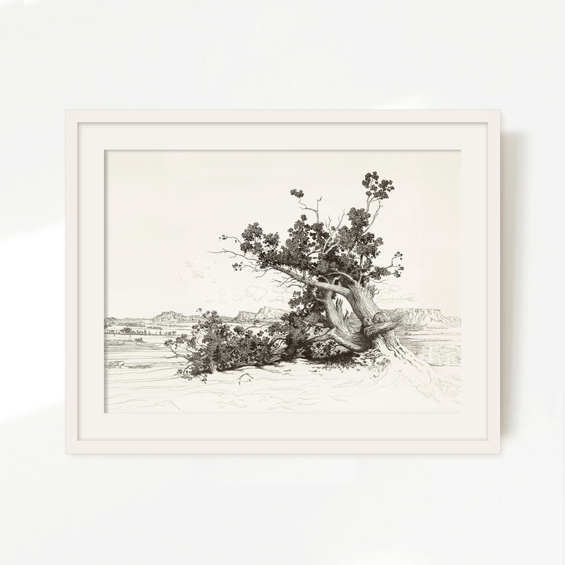 Black and White Desert Tree Drawing - Sage and Rose Prints