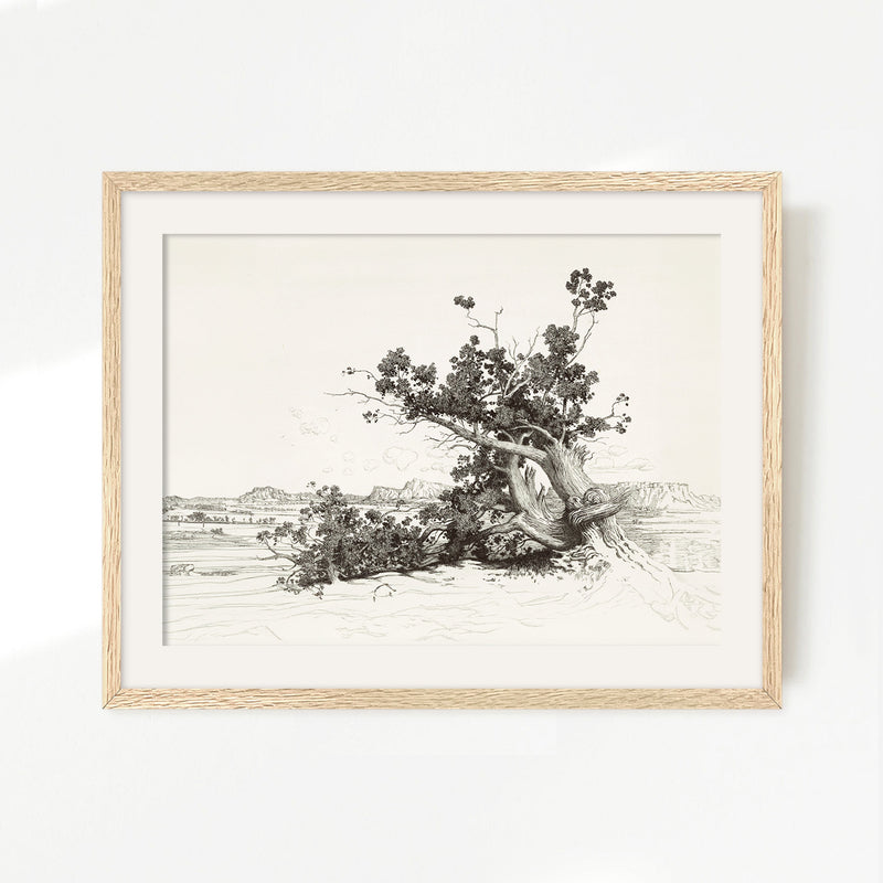 Black and White Desert Tree Drawing - Sage and Rose Prints