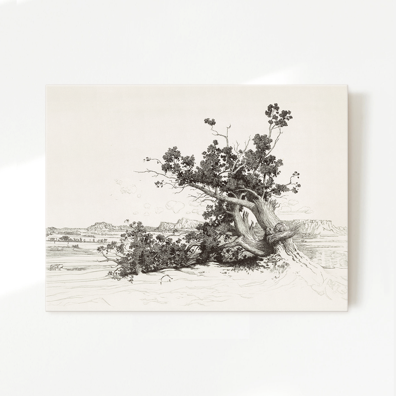 Black and White Desert Tree Drawing - Sage and Rose Prints