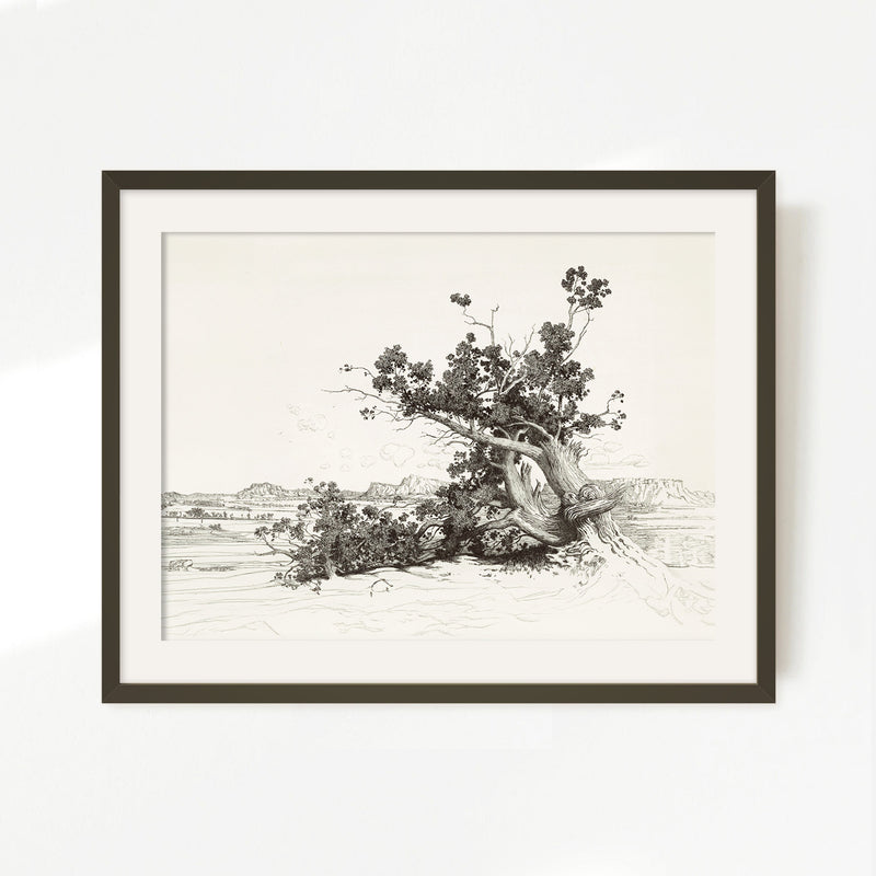 Black and White Desert Tree Drawing - Sage and Rose Prints