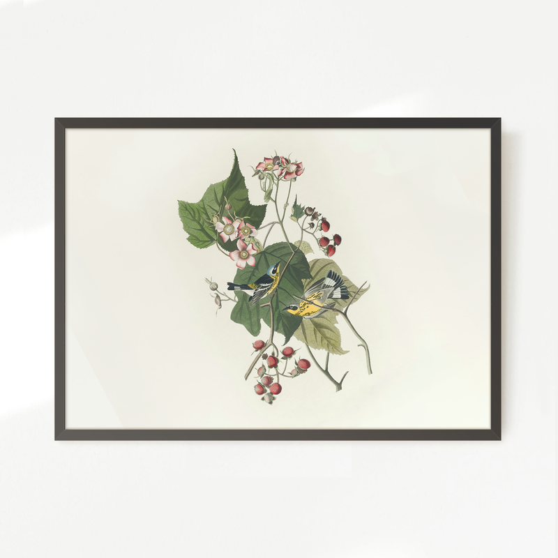 Black and Yellow Warbler Print 2 - Sage and Rose Prints