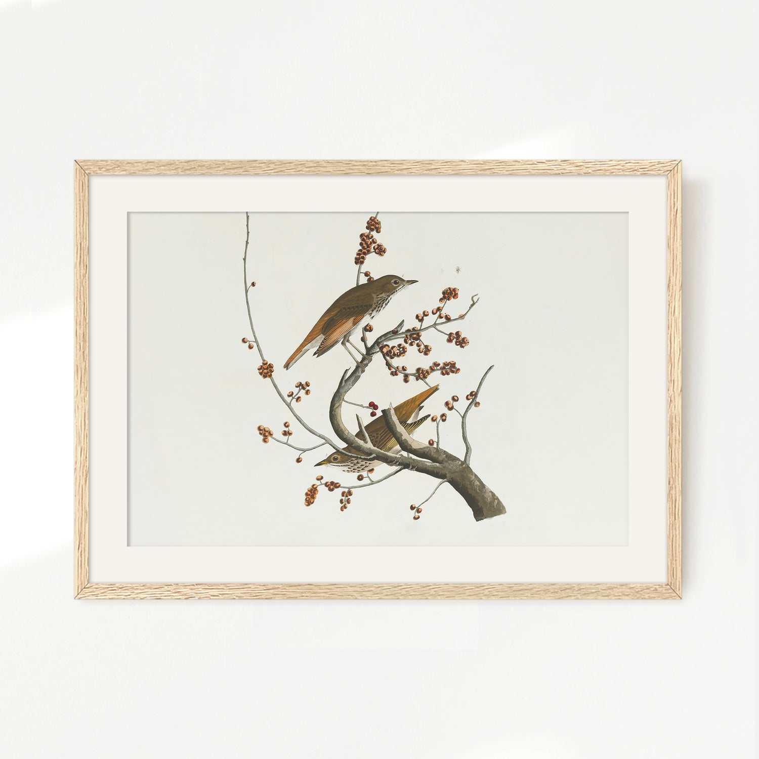 Naturalist Bird Print No2 - Sage and Rose Prints