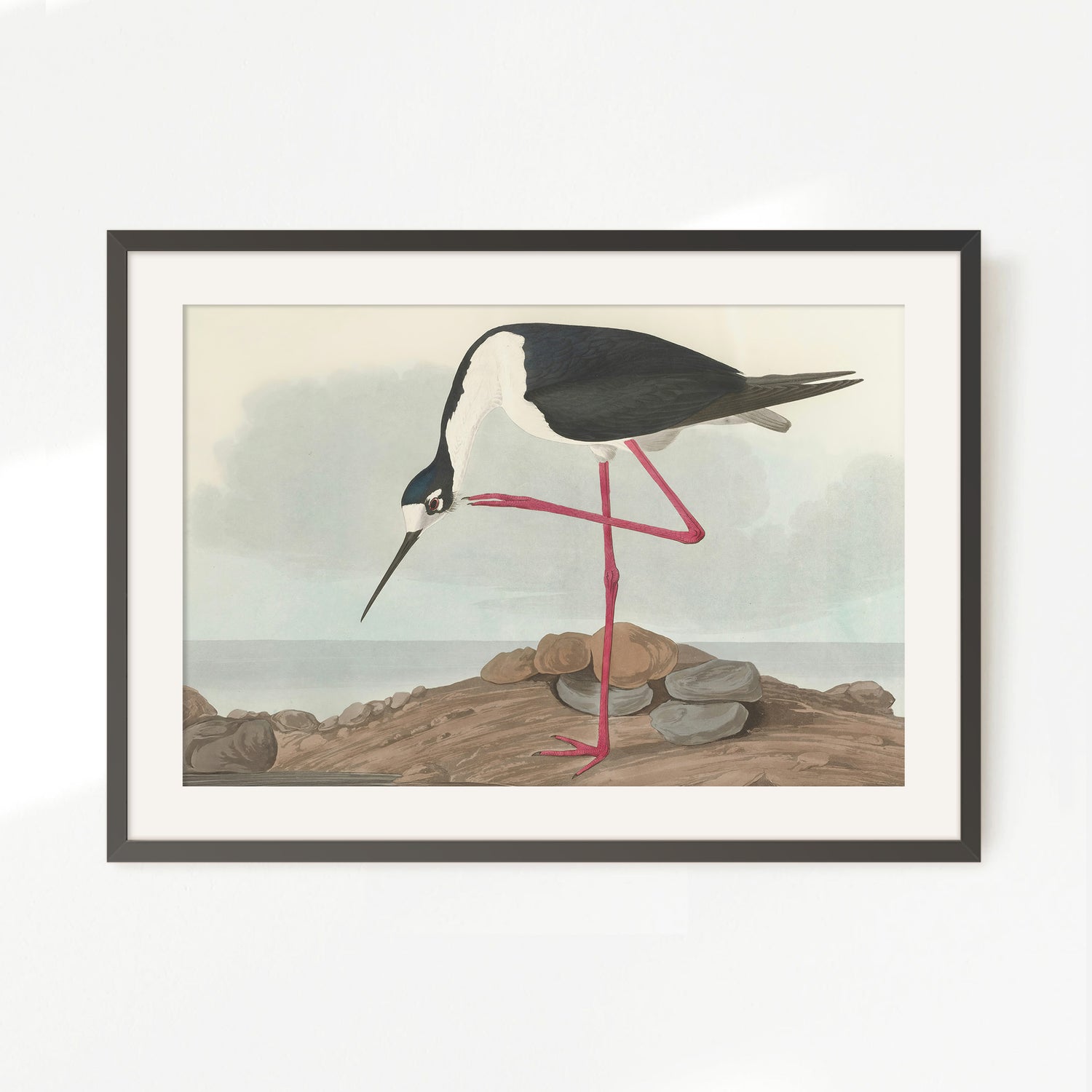 Black Necked Stilt Drawing - Sage and Rose Prints