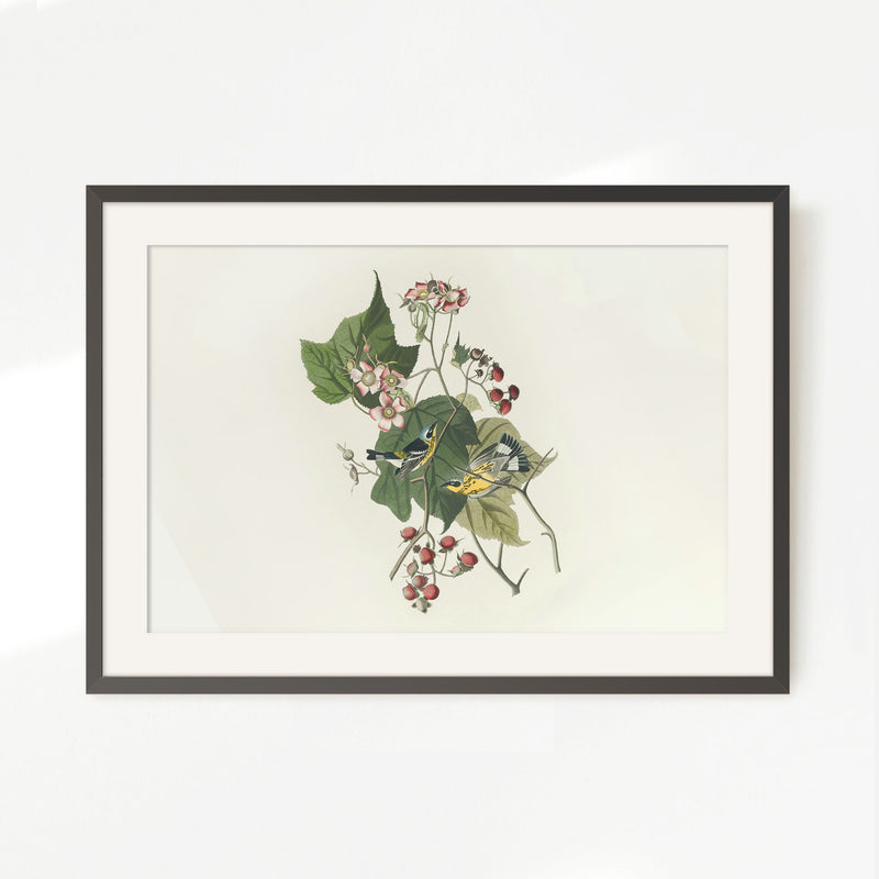 Black and Yellow Warbler Print 2 - Sage and Rose Prints