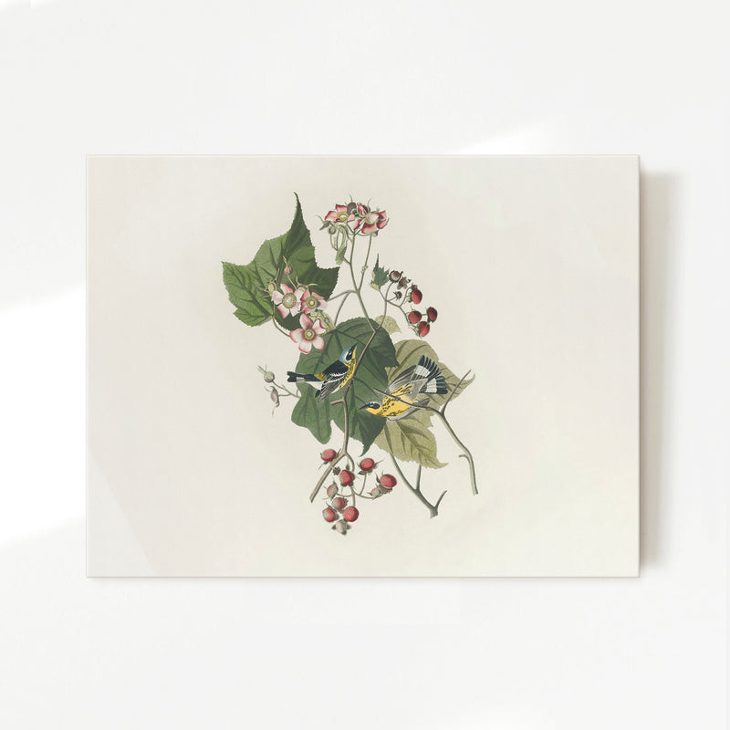 Black and Yellow Warbler Print 2 - Sage and Rose Prints