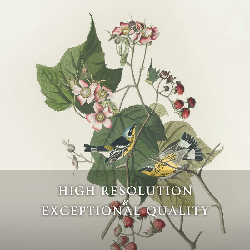 Black and Yellow Warbler Print 2 - Sage and Rose Prints