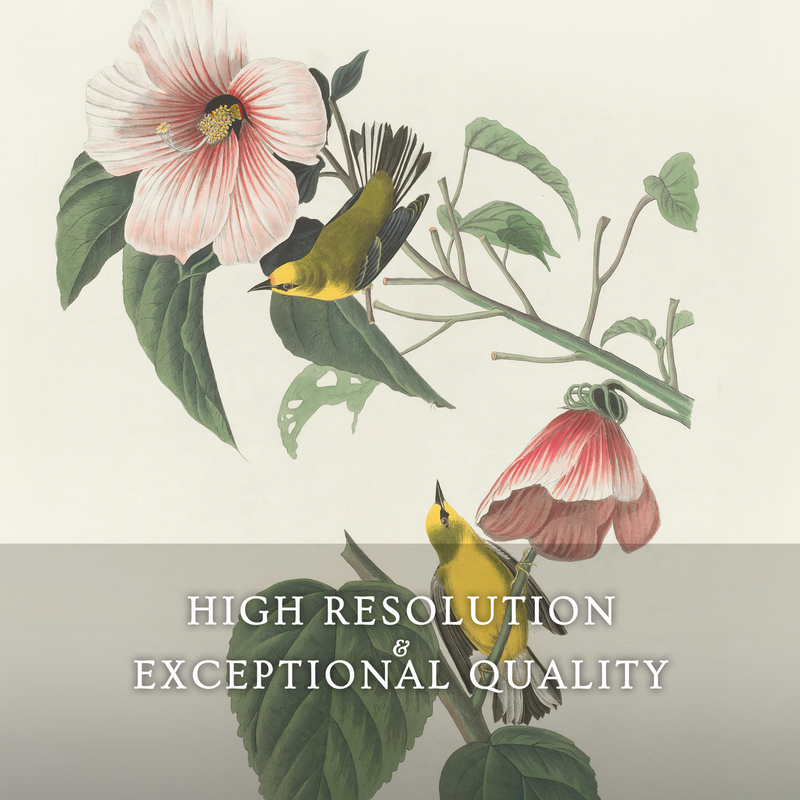 Bird Artwork with Pink Flower - Sage and Rose Prints