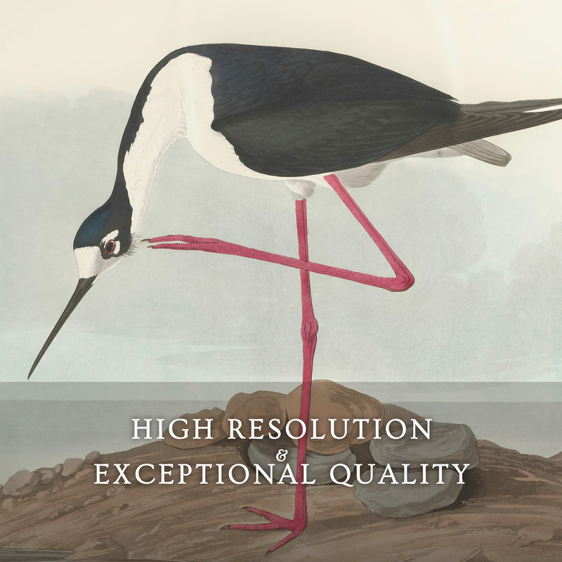 Black Necked Stilt Print - Sage and Rose Prints