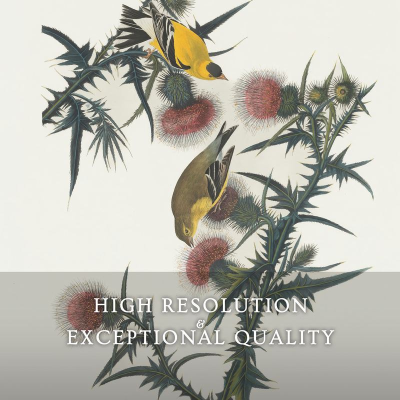 Yellow Bird Artwork - Sage and Rose Prints