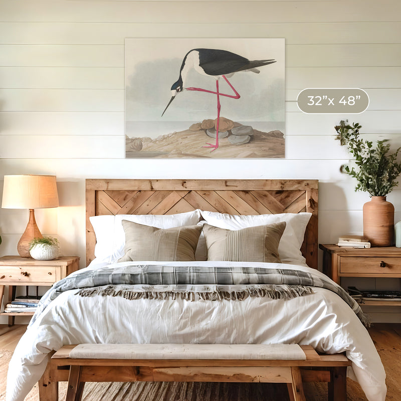 Black Necked Stilt Drawing - Sage and Rose Prints