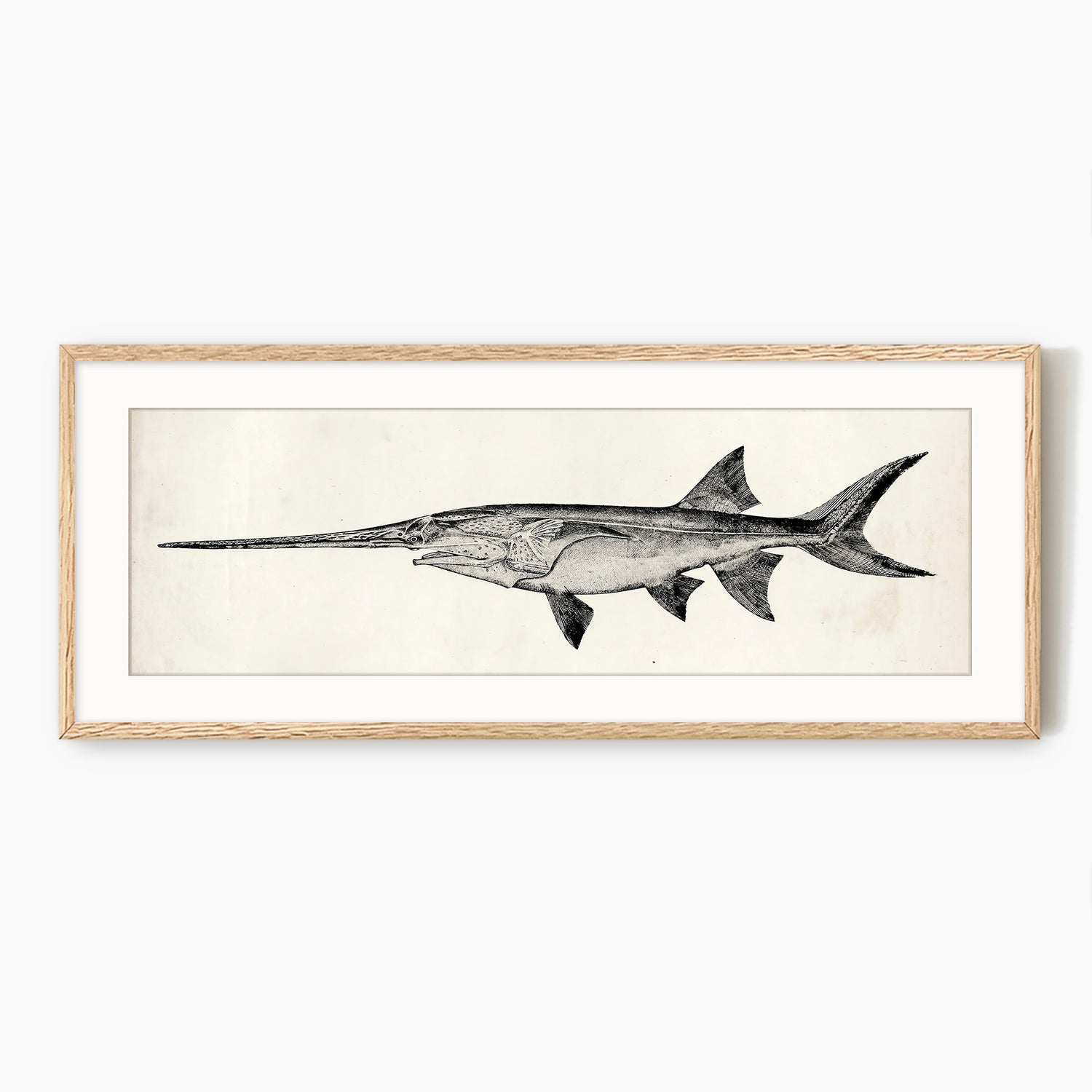 Vintage Scientific Fish Illustrations - Sage and Rose Prints