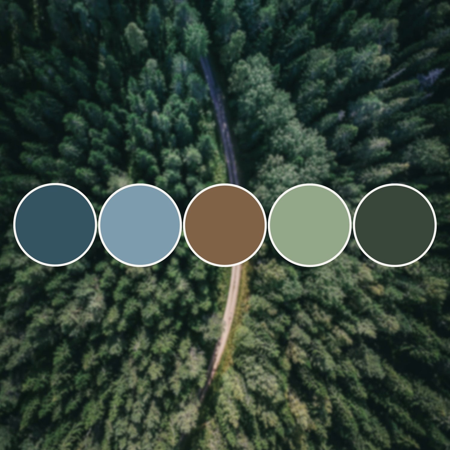 Forest Colors