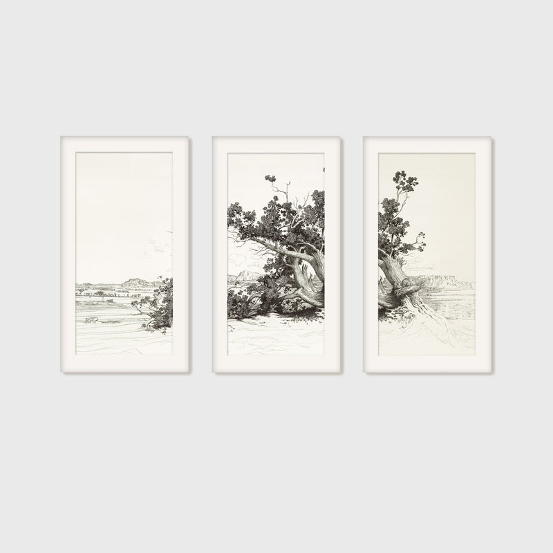 Black and White Desert Tree Triptych - Sage and Rose Prints
