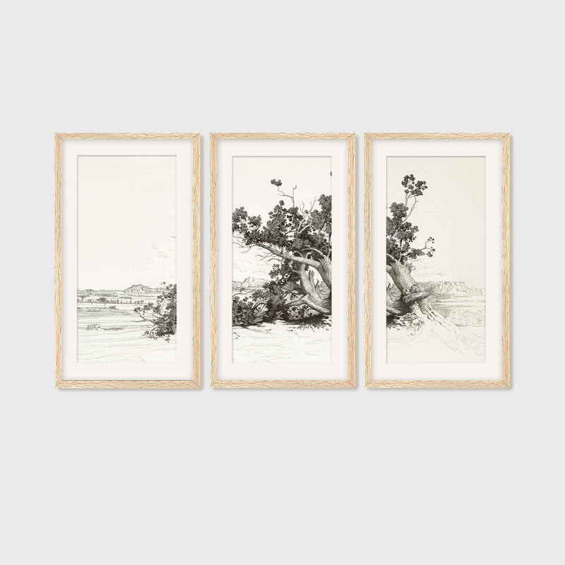 Black and White Desert Tree Triptych - Sage and Rose Prints