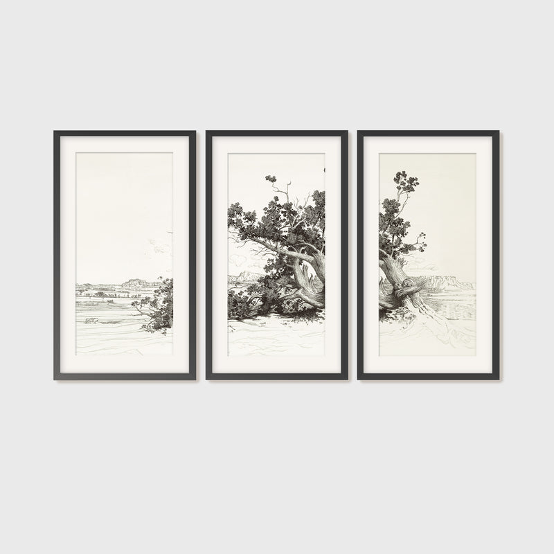 Black and White Desert Tree Triptych - Sage and Rose Prints