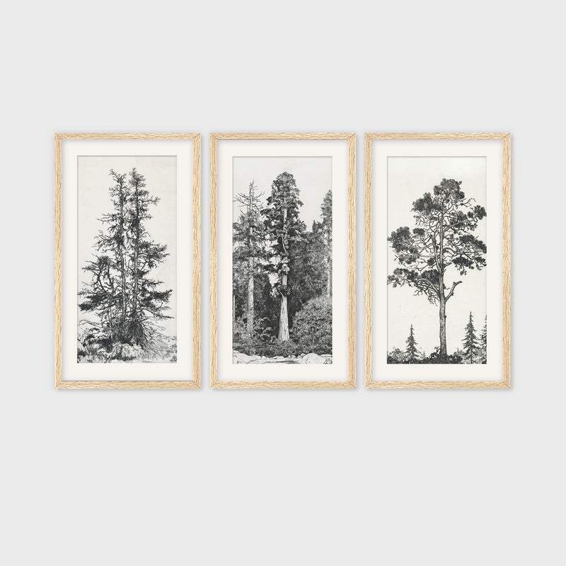 Black and White Tree Illustration Triptych - Sage and Rose Prints