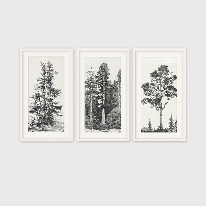 Black and White Tree Illustration Triptych - Sage and Rose Prints