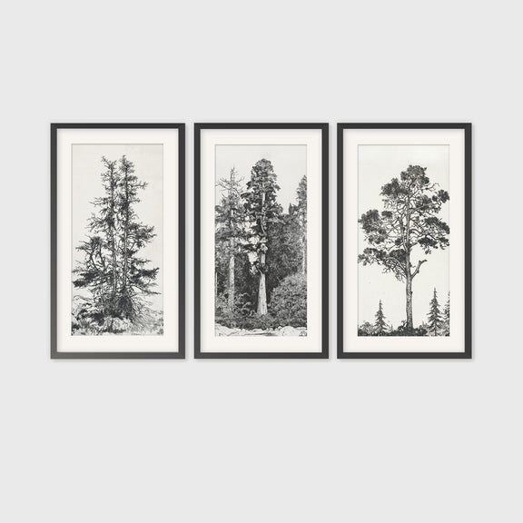 Pacific Northwest 3 Piece Wall Art- Sage and Rose Prints