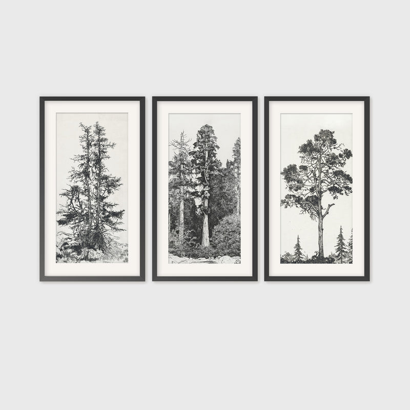 Black and White Tree illustration Triptych - Sage and Rose Prints