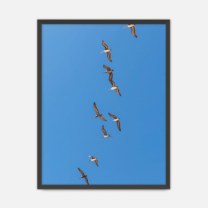 Pelicans Sea Birds Coastal Photography - Sage and Rose Prints