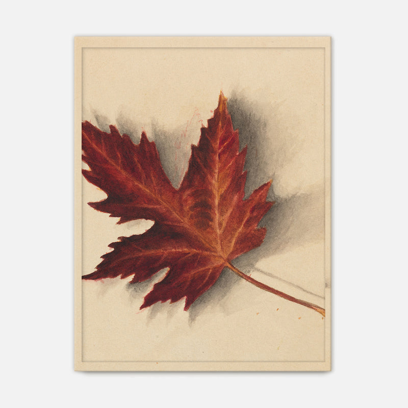 Leaf Drawing in Shades of Red No1 - Sage and Rose Prints