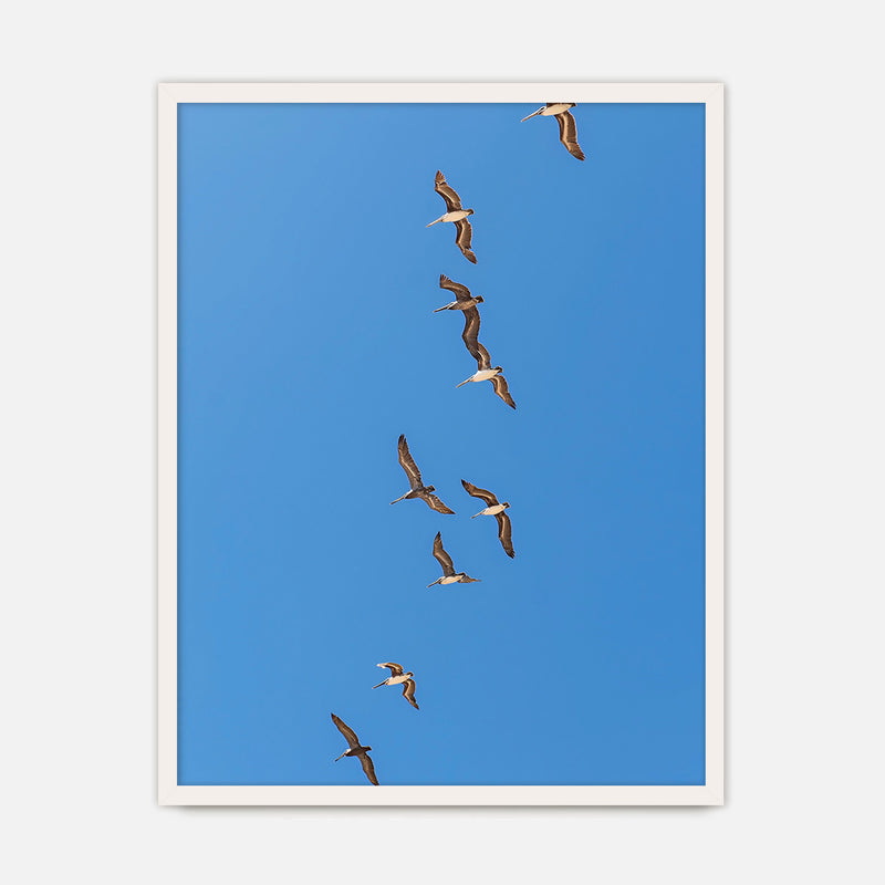 Pelicans Sea Birds Coastal Photography - Sage and Rose Prints