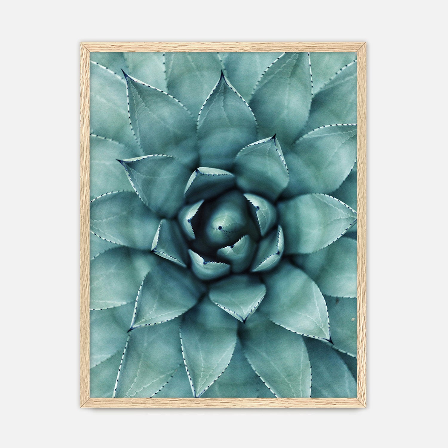Teal Geometric Succulent Photo No1 - Sage and Rose Prints