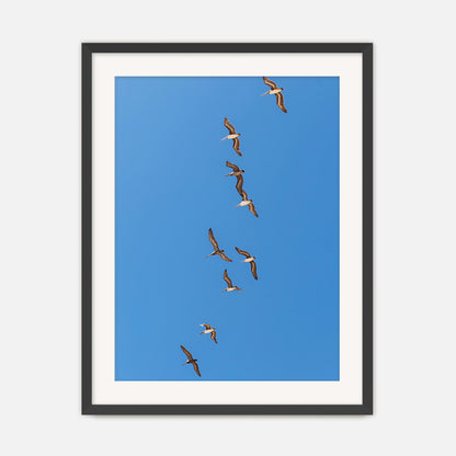 Pelicans Sea Birds Coastal Photography - Sage and Rose Prints