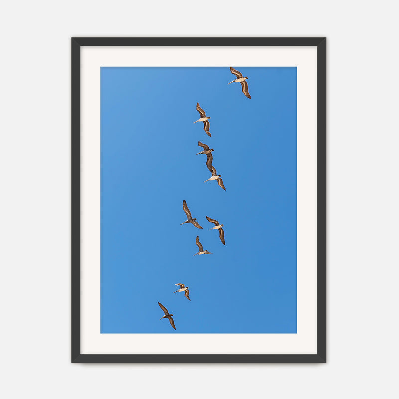 Pelicans Sea Birds Coastal Photography - Sage and Rose Prints