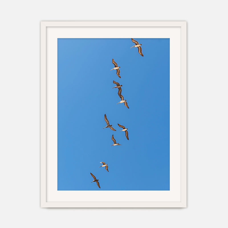 Pelicans Sea Birds Coastal Photography - Sage and Rose Prints