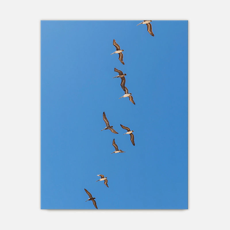 Pelicans Sea Birds Coastal Photography - Sage and Rose Prints