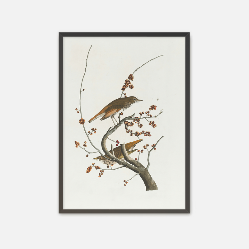 Naturalist Bird Print No1 - Sage and Rose Prints