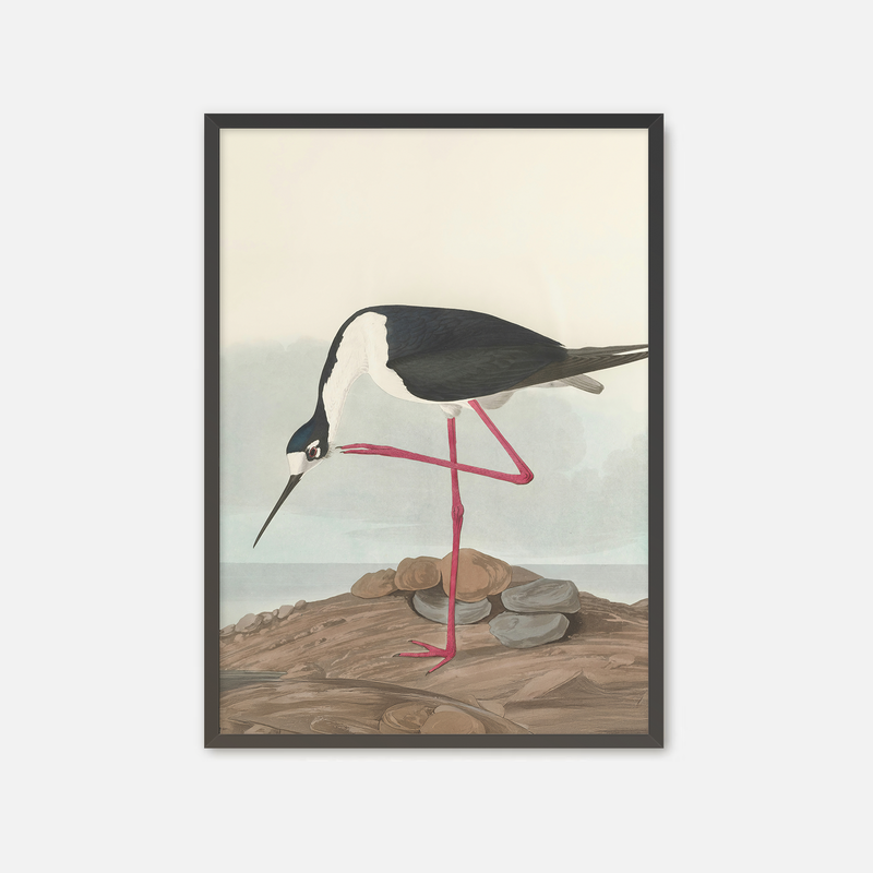 Black Necked Stilt Print - Sage and Rose Prints