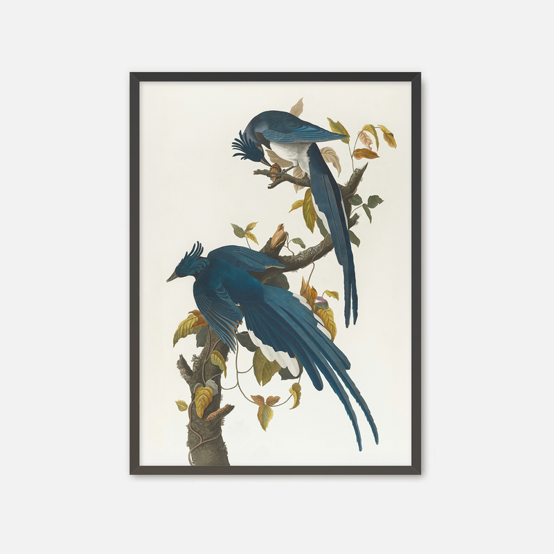 Jay Bird Artwork - Sage and Rose Prints