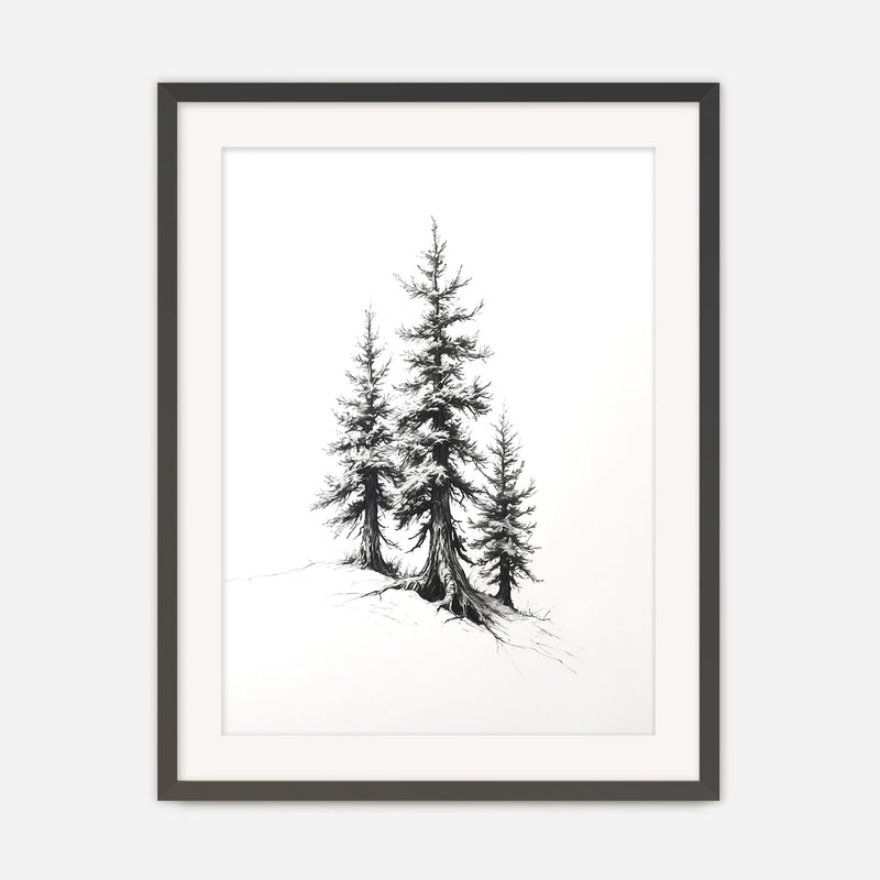 Black and White Drawing of Evergreen Tree - Sage and Rose Prints