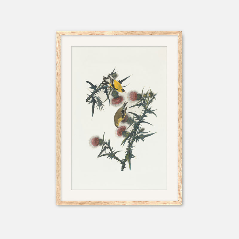 Yellow Bird Artwork - Sage and Rose Prints