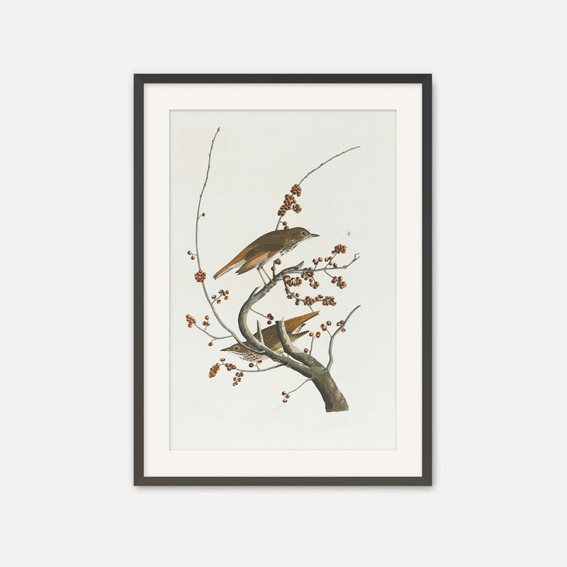 Naturalist Bird Print No1 - Sage and Rose Prints