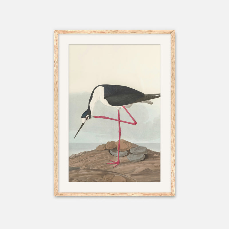 Black Necked Stilt Print - Sage and Rose Prints