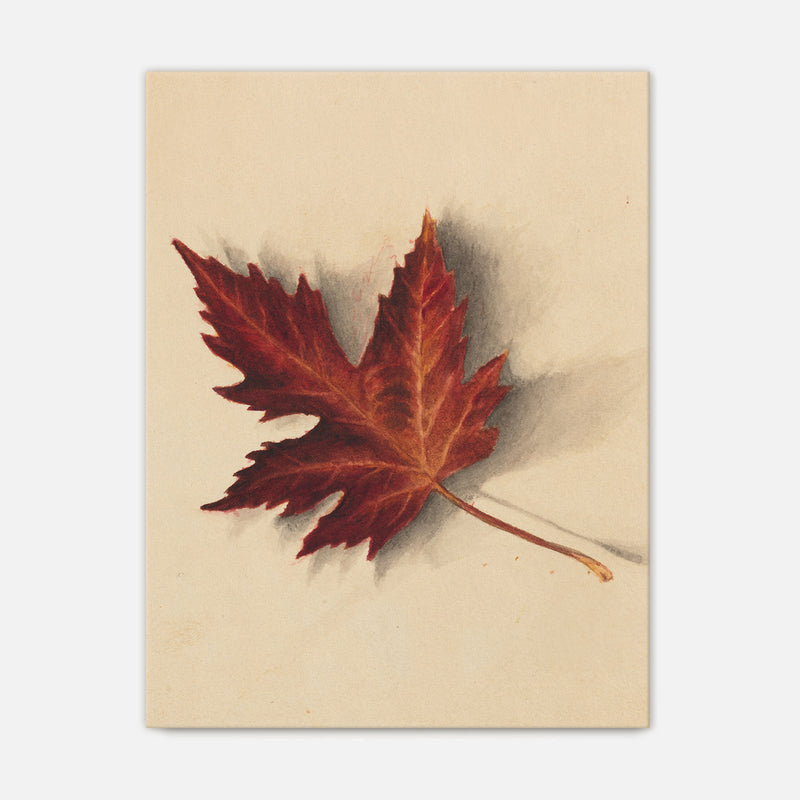 Leaf Drawing in Shades of Red No1 - Sage and Rose Prints