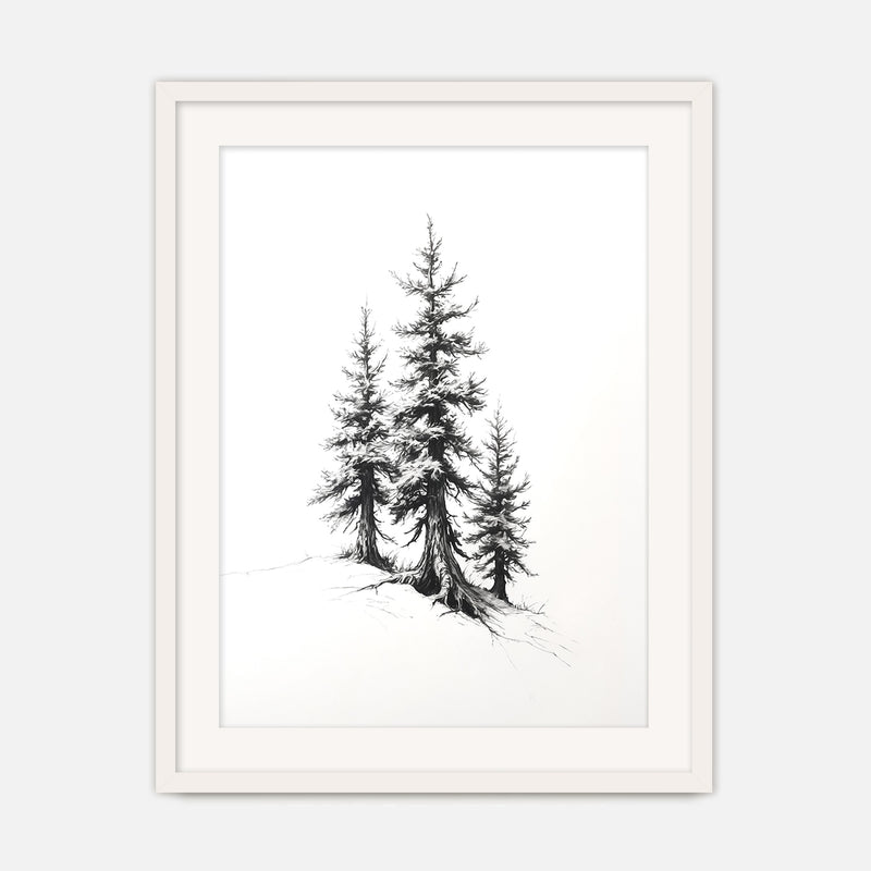 Black and White Drawing of Evergreen Tree - Sage and Rose Prints