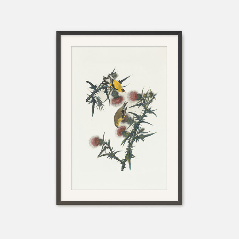 Yellow Bird Artwork - Sage and Rose Prints